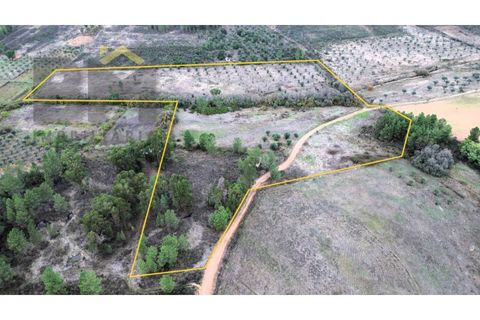 Farm i Castelo Branco, Castelo Branco, Castelo Branco - € 82.500 | Ref: 4971 - foto 2