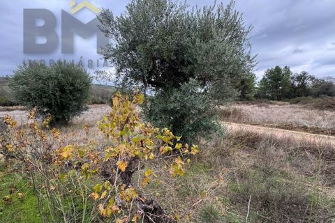 Farm i Castelo Branco, Castelo Branco, Castelo Branco - € 82.500 | Ref: 4971 - foto 9