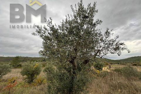 Farm i Castelo Branco, Castelo Branco, Castelo Branco - € 82.500 | Ref: 4971 - foto 12