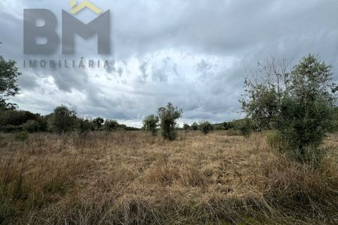 Farm i Castelo Branco, Castelo Branco, Castelo Branco - € 82.500 | Ref: 4971 - foto 16