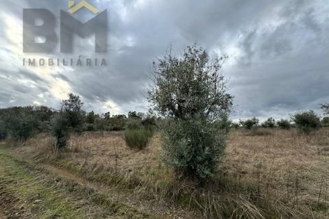 Farm i Castelo Branco, Castelo Branco, Castelo Branco - € 82.500 | Ref: 4971 - foto 19