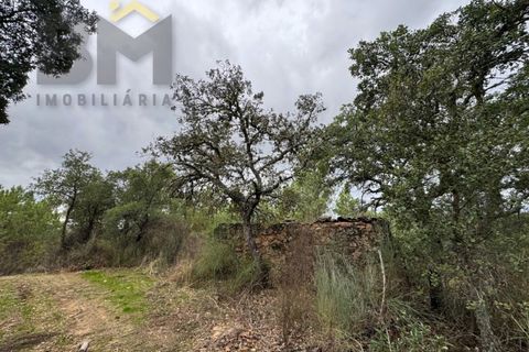 Farm i Castelo Branco, Castelo Branco, Castelo Branco - € 46.500 | Ref: 4972 - foto 4