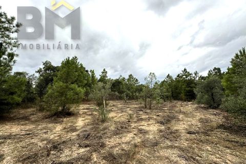 Farm i Castelo Branco, Castelo Branco, Castelo Branco - € 46.500 | Ref: 4972 - foto 10