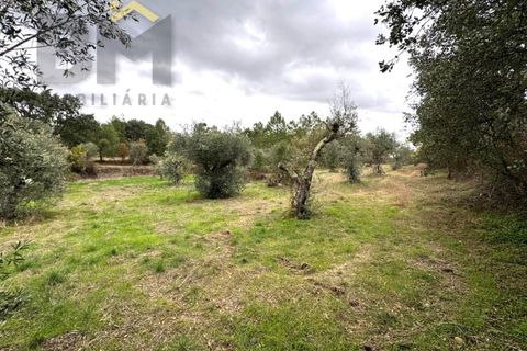 Farm i Castelo Branco, Castelo Branco, Castelo Branco - € 46.500 | Ref: 4972 - foto 12