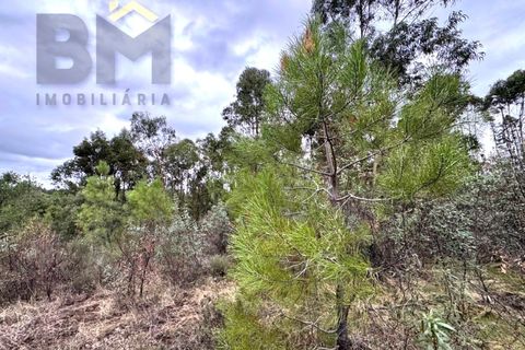 Farm i Castelo Branco, Castelo Branco, Castelo Branco - € 46.500 | Ref: 4972 - foto 14