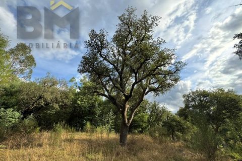 Farm i Castelo Branco, Castelo Branco, Castelo Branco - € 42.000 | Ref: 4968 - foto 9
