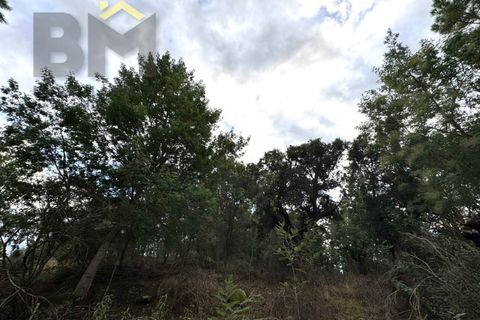 Farm i Castelo Branco, Castelo Branco, Castelo Branco - € 42.000 | Ref: 4968 - foto 12