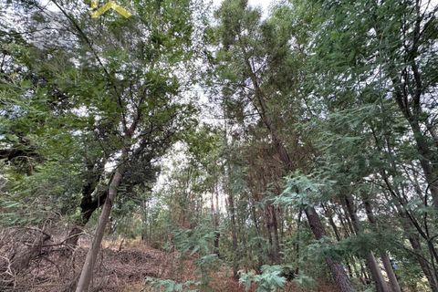 Farm i Castelo Branco, Castelo Branco, Castelo Branco - € 42.000 | Ref: 4968 - foto 13