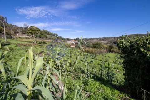 Farm i Baiao, Porto, Baiao - € 590.000 | Ref: 1116241 - foto 20
