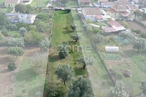 Helårsgrund i Cantanhede, Coimbra, Cantanhede - € 32.500 | Ref: ZMPT581834 - foto 12