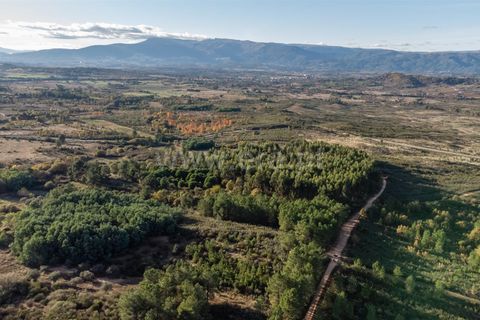 Terra a Belmonte, Castelo Branco, Belmonte - € 72.500 | Ref: 111250215 - foto 9