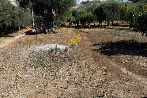 Landejendom i Monopoli, Bari, Monopoli - € 95.000 | Ref: R 514 - foto 21
