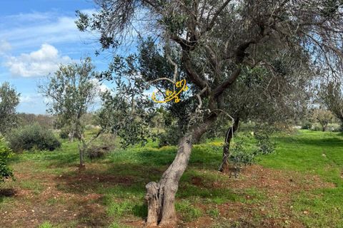 Landejendom i Ostuni, Brindisi, Ostuni - € 270.000 | Ref: R 524 - foto 3