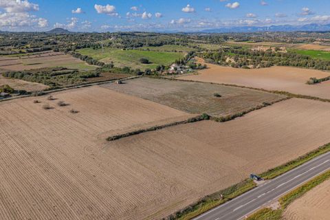 Terra a Petra, Mallorca, Petra - € 12.000 | Ref: 08MRSN004/10961 - foto 11
