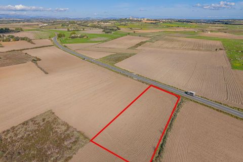 Tomt i Petra, Mallorca, Petra - € 14 000 | Ref: 08MRSN005/10961 - foto 6