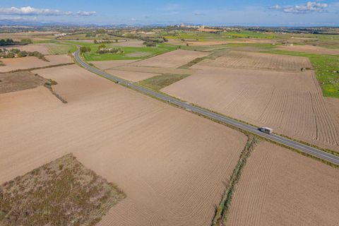 Tomt i Petra, Mallorca, Petra - € 14 000 | Ref: 08MRSN005/10961 - foto 13