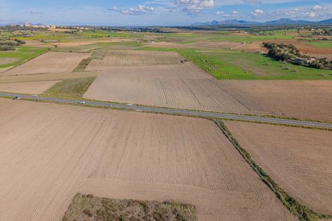 Tomt i Petra, Mallorca, Petra - € 14 000 | Ref: 08MRSN005/10961 - foto 14