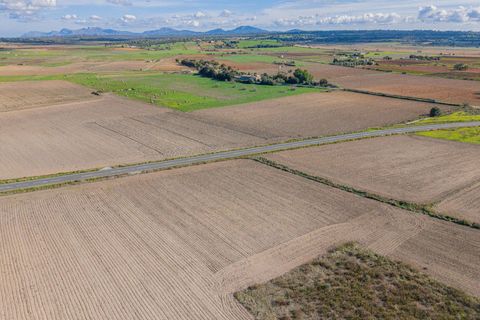 Tomt i Petra, Mallorca, Petra - € 14 000 | Ref: 08MRSN005/10961 - foto 15