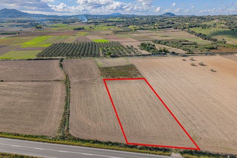 Tomt i Petra, Mallorca, Petra - € 14 000 | Ref: 08MRSN003/10961 - foto 3