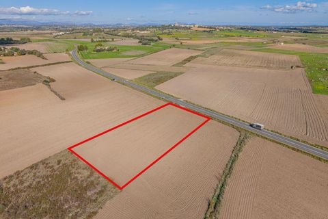 Tomt i Petra, Mallorca, Petra - € 14 000 | Ref: 08MRSN003/10961 - foto 5
