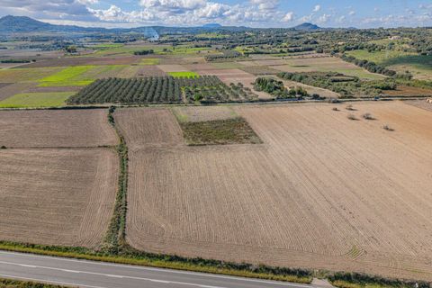 Tomt i Petra, Mallorca, Petra - € 14 000 | Ref: 08MRSN003/10961 - foto 9