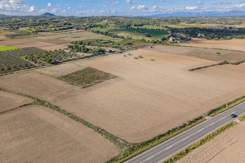 Tomt i Petra, Mallorca, Petra - € 14 000 | Ref: 08MRSN003/10961 - foto 10