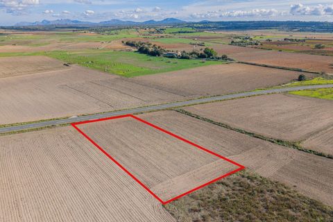 Tomt i Petra, Mallorca, Petra - € 14 000 | Ref: 08MRSN003/10961 - foto 15