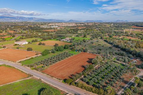 Tomt i Llubi, Mallorca, Llubi - € 23 000 | Ref: 08MRNT001/10961 - foto 6