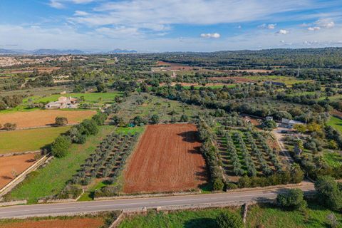 Tomt i Llubi, Mallorca, Llubi - € 23 000 | Ref: 08MRNT001/10961 - foto 7