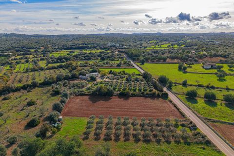 Tomt i Llubi, Mallorca, Llubi - € 23 000 | Ref: 08MRNT001/10961 - foto 9