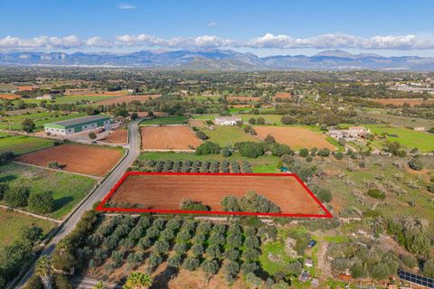 Tomt i Llubi, Mallorca, Llubi - € 23 000 | Ref: 08MRNT001/10961 - foto 11