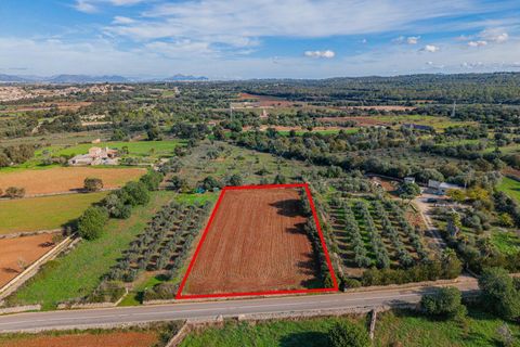 Tomt i Llubi, Mallorca, Llubi - € 23 000 | Ref: 08MRNT001/10961 - foto 12