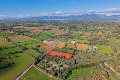 Tomt i Llubi, Mallorca, Llubi - € 23 000 | Ref: 08MRNT001/10961 - foto 13