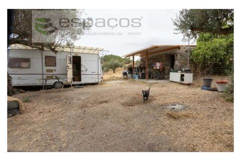 Farm i Castelo Branco, Castelo Branco, Castelo Branco - € 27.500 | Ref: 5703/EM_RR - foto 3