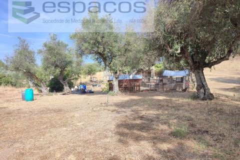 Farm i Castelo Branco, Castelo Branco, Castelo Branco - € 27.500 | Ref: 5703/EM_RR - foto 9