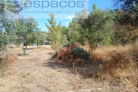 Farm i Castelo Branco, Castelo Branco, Castelo Branco - € 27.500 | Ref: 5703/EM_RR - foto 13