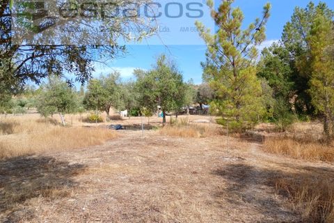 Farm i Castelo Branco, Castelo Branco, Castelo Branco - € 27.500 | Ref: 5703/EM_RR - foto 14