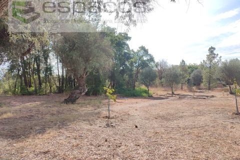 Farm i Castelo Branco, Castelo Branco, Castelo Branco - € 27.500 | Ref: 5703/EM_RR - foto 16