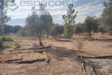 Farm i Castelo Branco, Castelo Branco, Castelo Branco - € 27.500 | Ref: 5703/EM_RR - foto 17