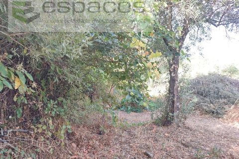 Farm i Castelo Branco, Castelo Branco, Castelo Branco - € 27.500 | Ref: 5703/EM_RR - foto 18