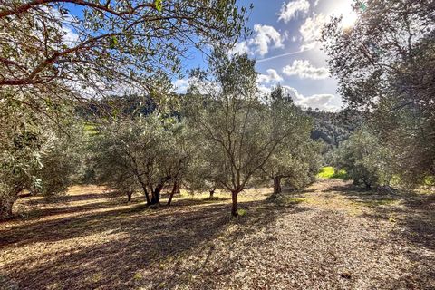 Helårsgrund i Riparbella, Pisa, Riparbella - € 120.000 | Ref: CS466 - foto 5
