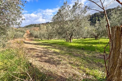 Helårsgrund i Riparbella, Pisa, Riparbella - € 120.000 | Ref: CS466 - foto 13