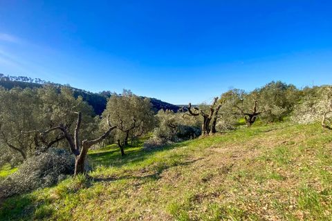 Helårsgrund i Riparbella, Pisa, Riparbella - € 120.000 | Ref: CS466 - foto 15
