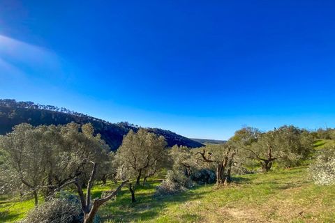 Helårsgrund i Riparbella, Pisa, Riparbella - € 120.000 | Ref: CS466 - foto 16