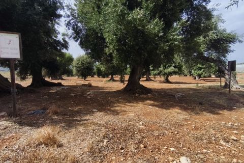 Landejendom i Monopoli, Bari, Monopoli - € 1.300.000 | Ref: VAJO - foto 37