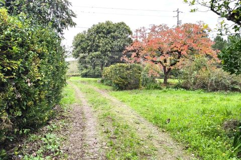 Farm i Ourem, Santarem, Ourem - € 1.200.000 | Ref: MAS_176 - foto 19
