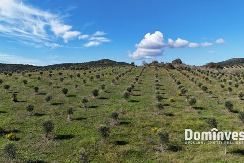 Helårsgrund i Capalbio, Grosseto, Capalbio - € 430.000 | Ref: v-224 - foto 1