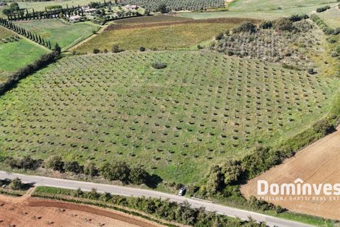 Helårsgrund i Capalbio, Grosseto, Capalbio - € 430.000 | Ref: v-224 - foto 3