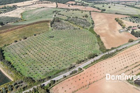 Helårsgrund i Capalbio, Grosseto, Capalbio - € 430.000 | Ref: v-224 - foto 4