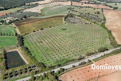 Helårsgrund i Capalbio, Grosseto, Capalbio - € 430.000 | Ref: v-224 - foto 5